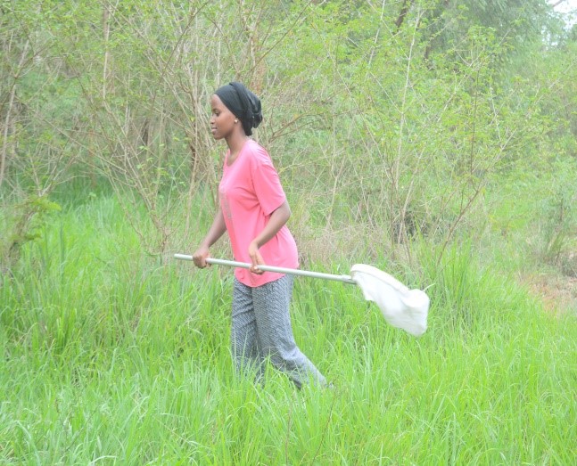 forest insect collection methods in Tanzania 4