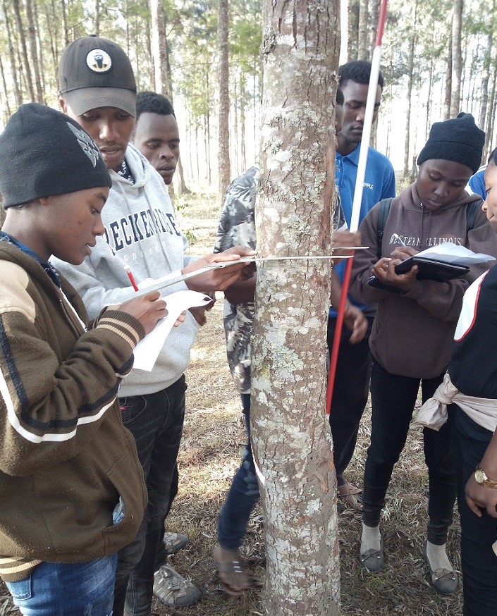 Students measuring tree DBH by using caliper