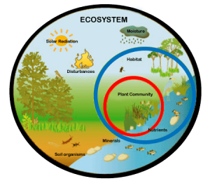 examples of ecosystems