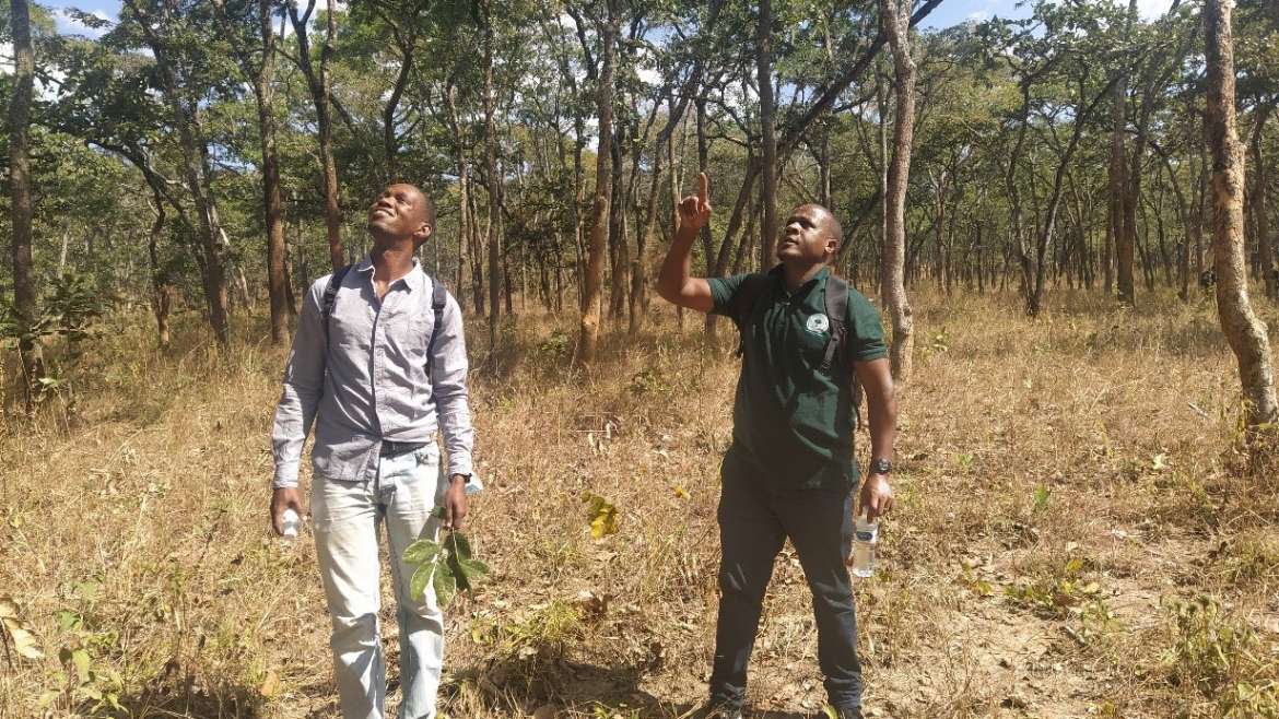 Understanding the effects of climate variability/change on the phenology of dominant tree species in Miombo woodlands