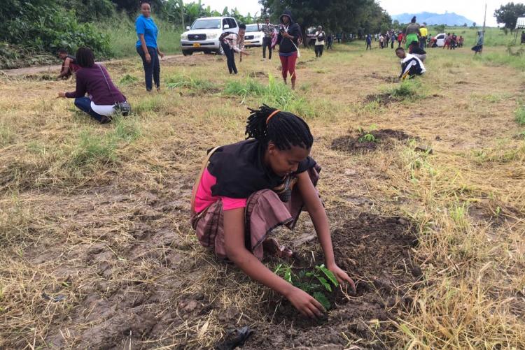 Tree planting