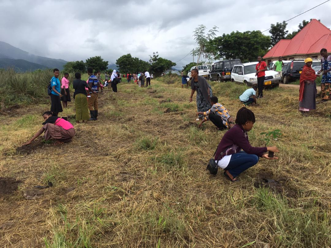 tree planting