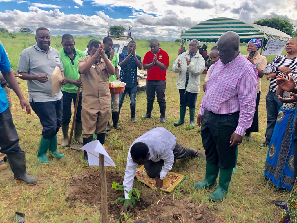 tree planting