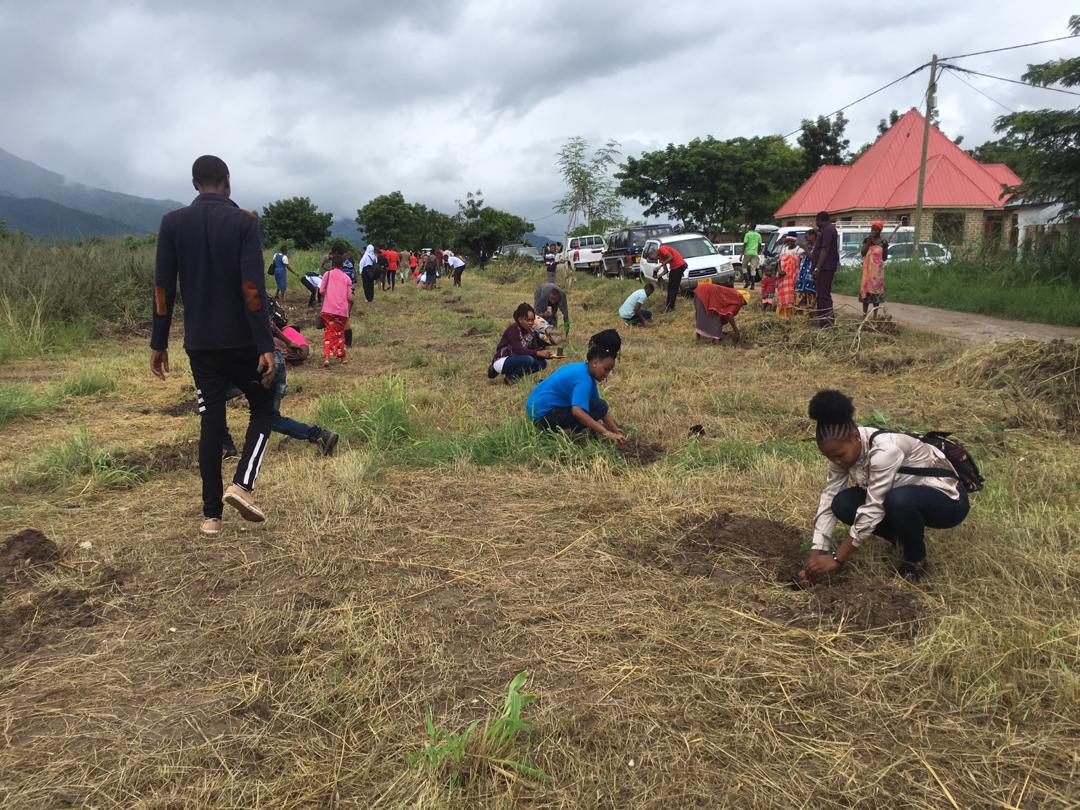 tree planting